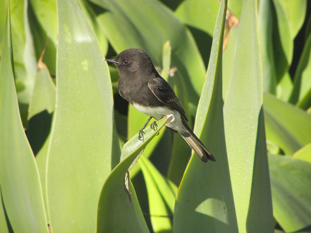 Black Phoebe Bird