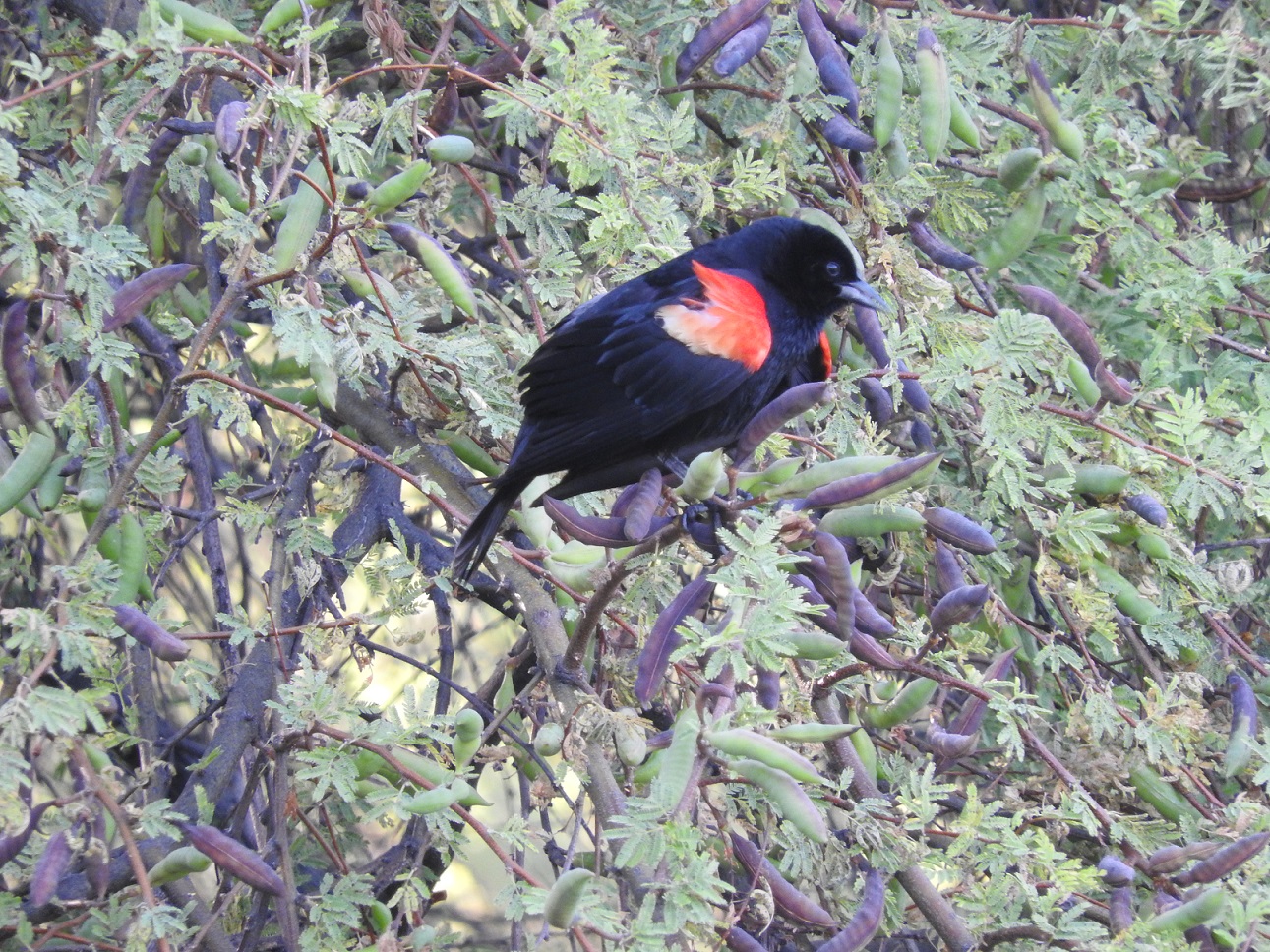 Red-winged black bird