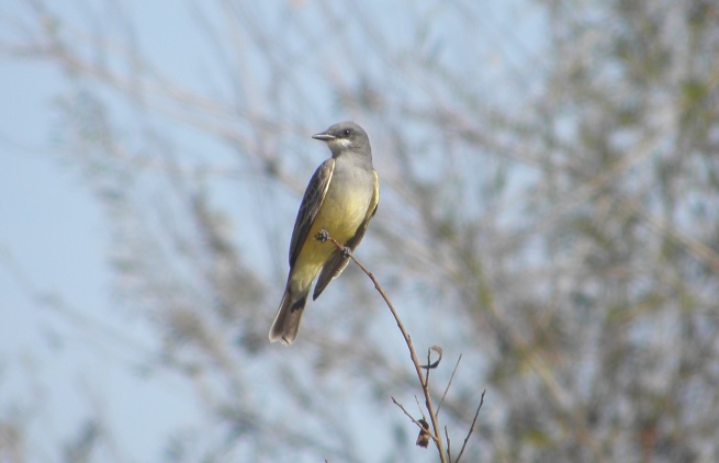 Cassin's Kingbird