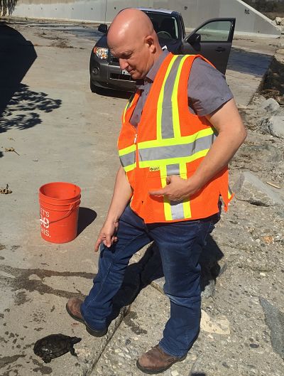 Turtle being moved to Rio Hondo Channel